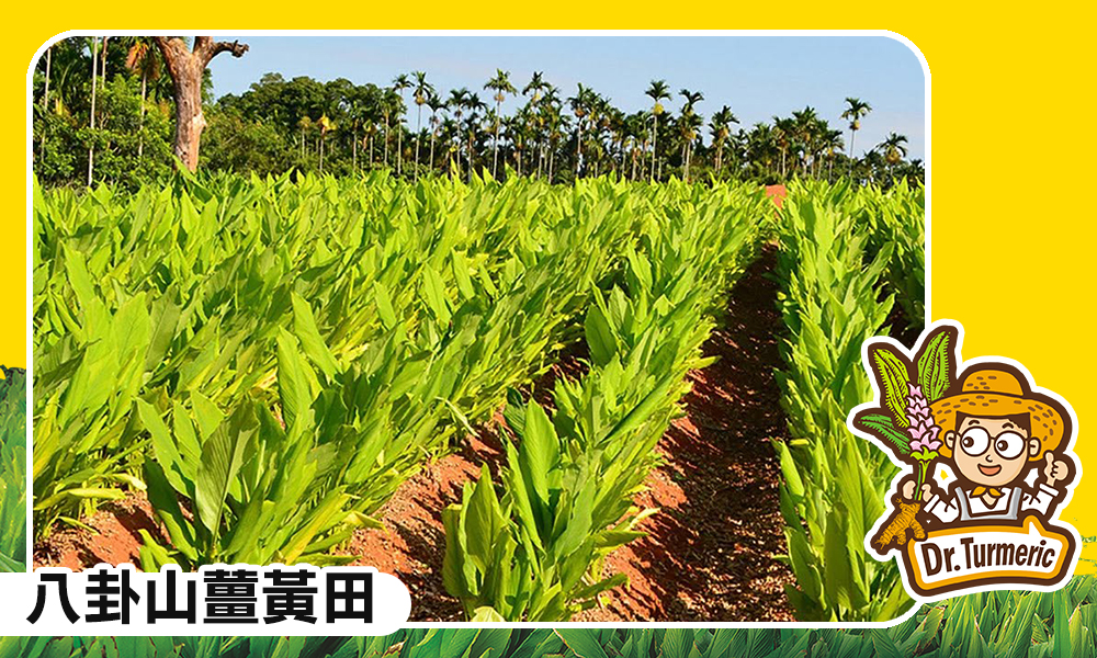 八卦山薑黃田